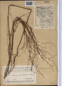 Polygonum patulum M. Bieb., Middle Asia, Muyunkumy, Balkhash & Betpak-Dala (M9) (Kazakhstan)