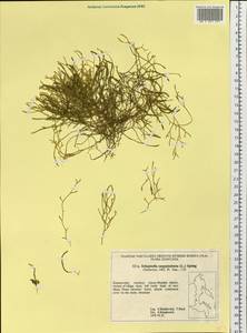 Boreoselaginella sanguinolenta (L.) Li Bing Zhang & X. M. Zhou, Siberia, Russian Far East (S6) (Russia)
