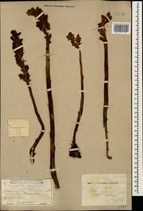 Orobanche gracilis Sm., Caucasus, Georgia (K4) (Georgia)