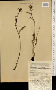 Pedicularis compacta Stephan ex Willd., Mongolia (MONG) (Mongolia)