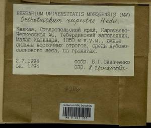 Lewinskya rupestris (Schleich. ex Schwägr.) F. Lara, Garilleti & Goffinet, Bryophytes, Bryophytes - North Caucasus & Ciscaucasia (B12) (Russia)