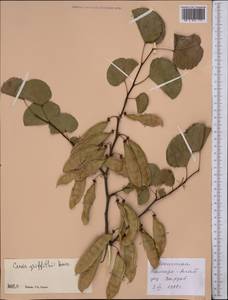 Cercis griffithii Boiss., Middle Asia, Pamir & Pamiro-Alai (M2) (Uzbekistan)