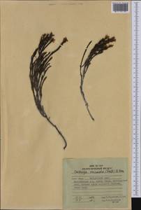 Cassiope ericoides (Pall.) D. Don, Siberia, Russian Far East (S6) (Russia)