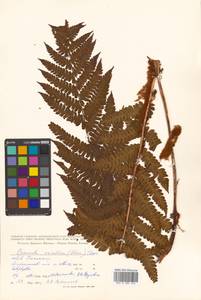 Osmundastrum cinnamomeum subsp. asiaticum (Fern.) Fraser-Jenkins, Siberia, Russian Far East (S6) (Russia)