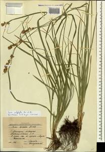 Carex polyphylla, Caucasus, Krasnodar Krai & Adygea (K1a) (Russia)
