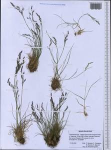 Agrostis flaccida Hack., Siberia, Russian Far East (S6) (Russia)