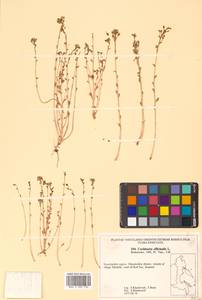 Cochlearia officinalis L., Siberia, Chukotka & Kamchatka (S7) (Russia)