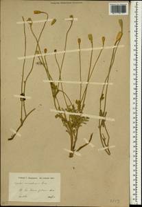 Papaver macrostomum Boiss. & A. Huet ex Boiss., South Asia, South Asia (Asia outside ex-Soviet states and Mongolia) (ASIA) (Iraq)