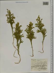 Dendrolycopodium juniperoideum (Sw.) A. Haines, Siberia, Russian Far East (S6) (Russia)