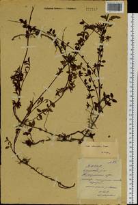 Salix nummularia Andersson, Siberia, Yakutia (S5) (Russia)