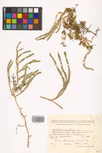 Spinulum annotinum subsp. annotinum, Siberia, Russian Far East (S6) (Russia)