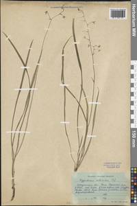 Anticlea sibirica (L.) Kunth, Siberia, Baikal & Transbaikal region (S4) (Russia)
