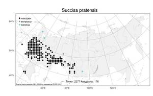 Succisa pratensis Moench, Atlas of the Russian Flora (FLORUS) (Russia)