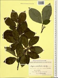 Fagus orientalis Lipsky, Caucasus, Black Sea Shore (from Novorossiysk to Adler) (K3) (Russia)