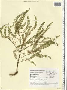 Lepidium densiflorum Schrad., Eastern Europe, Central region (E4) (Russia)