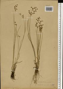 Juncus articulatus L., Eastern Europe, Central forest-and-steppe region (E6) (Russia)