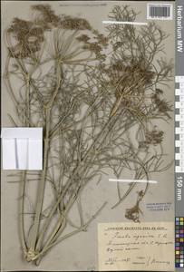 Ferula ugamica Korovin, Middle Asia, Syr-Darian deserts & Kyzylkum (M7) (Uzbekistan)