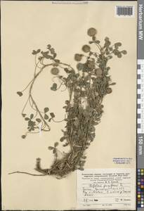 Trifolium fragiferum L., Eastern Europe, Rostov Oblast (E12a) (Russia)