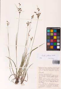 Luzula pallescens Sw., Eastern Europe, Lower Volga region (E9) (Russia)