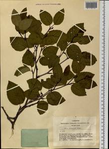 Alnus alnobetula subsp. fruticosa (Rupr.) Raus, Siberia, Altai & Sayany Mountains (S2) (Russia)