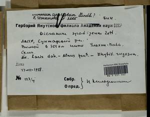 Dicranum angustum Lindb., Bryophytes, Bryophytes - Yakutia (B19) (Russia)