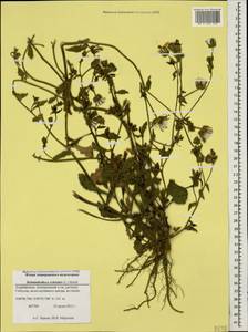 Helminthotheca echioides (L) Holub, Caucasus, Azerbaijan (K6) (Azerbaijan)