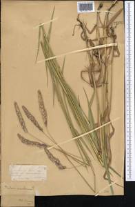 Phalaris arundinacea L., Middle Asia, Dzungarian Alatau & Tarbagatai (M5) (Kazakhstan)