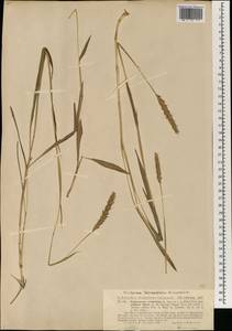 Ischaemum aristatum L., South Asia, South Asia (Asia outside ex-Soviet states and Mongolia) (ASIA) (Philippines)