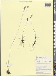 Poa glauca Vahl, Caucasus, Dagestan (K2) (Russia)