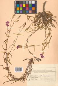 Dianthus chinensis L., Siberia, Russian Far East (S6) (Russia)