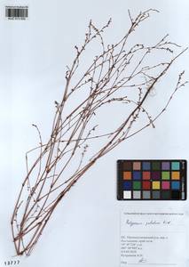 Polygonum patulum M.Bieb., Siberia, Altai & Sayany Mountains (S2) (Russia)