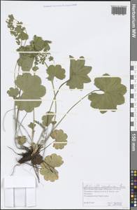 Alchemilla murbeckiana Buser, Eastern Europe, Northern region (E1) (Russia)