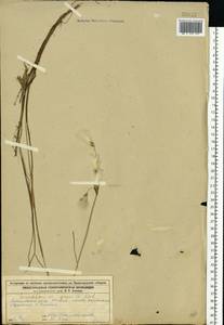 Eriophorum gracile Roth, Eastern Europe, Volga-Kama region (E7) (Russia)