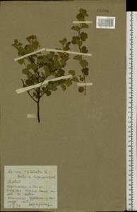 Spiraea trilobata L., Siberia, Altai & Sayany Mountains (S2) (Russia)
