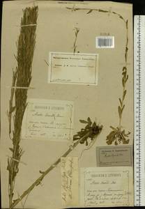 Arabis planisiliqua subsp. nemorensis (Wolf ex Hoffm.) Soják, Eastern Europe, Central forest-and-steppe region (E6) (Russia)