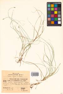 Carex iljinii V.I.Krecz., Siberia, Russian Far East (S6) (Russia)