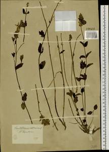 Scutellaria supina L., Siberia, Altai & Sayany Mountains (S2) (Russia)