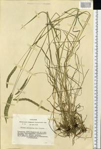 Phleum phleoides (L.) H.Karst., Siberia, Altai & Sayany Mountains (S2) (Russia)