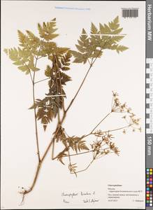 Chaerophyllum hirsutum L., Eastern Europe, Moscow region (E4a) (Russia)