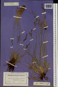 Carex nigra (L.) Reichard, Eastern Europe, North-Western region (E2) (Russia)