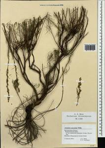 Artemisia salsoloides Willd., Eastern Europe, Central forest-and-steppe region (E6) (Russia)