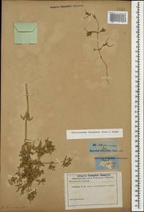 Petrosimonia brachiata (Pall.) Bunge, Caucasus (no precise locality) (K0)