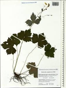 Ranunculus cappadocicus Willd., Caucasus, Krasnodar Krai & Adygea (K1a) (Russia)