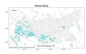 Avena fatua L., Atlas of the Russian Flora (FLORUS) (Russia)