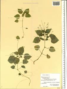 Circaea alpina L., Eastern Europe, Volga-Kama region (E7) (Russia)