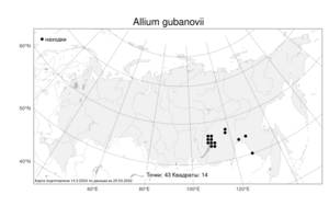 Allium gubanovii Kamelin, Atlas of the Russian Flora (FLORUS) (Russia)