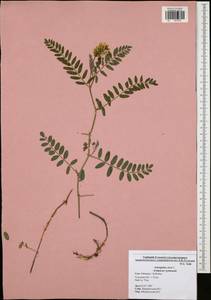 Astragalus cicer L., Eastern Europe, Central region (E4) (Russia)