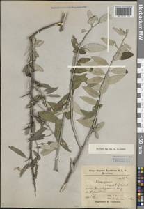 Elaeagnus angustifolia L., Caucasus, Dagestan (K2) (Russia)