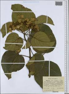Cordia africana Lam., Africa (AFR) (Ethiopia)