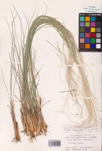 Stipa pennata L., Eastern Europe (no precise locality) (E0)